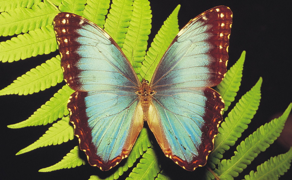 モンテベルデで出逢える野生動物・モルフォ蝶